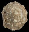 Flower-Like Sandstone Concretion - Pseudo Stromatolite #62212-1